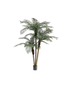 Palm Phoenix Green 183cm
