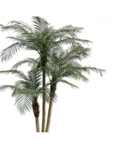 Palm Phoenix Green 183cm