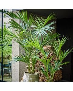 Palm Green 220cm