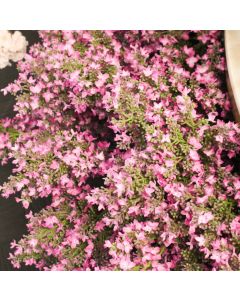 Lilac Spray Fuchsia 94cm